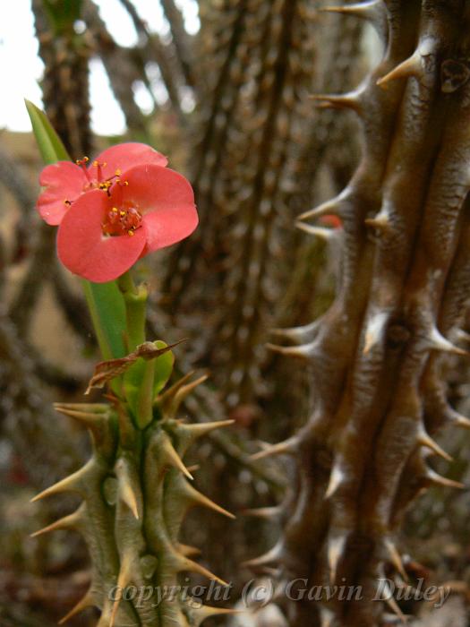 Euphorbia cylindrifolia ssp. cylindrifolia (Madagascar), Adelaide Botanic Gardens P1080773.JPG